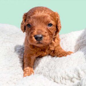 Nugget