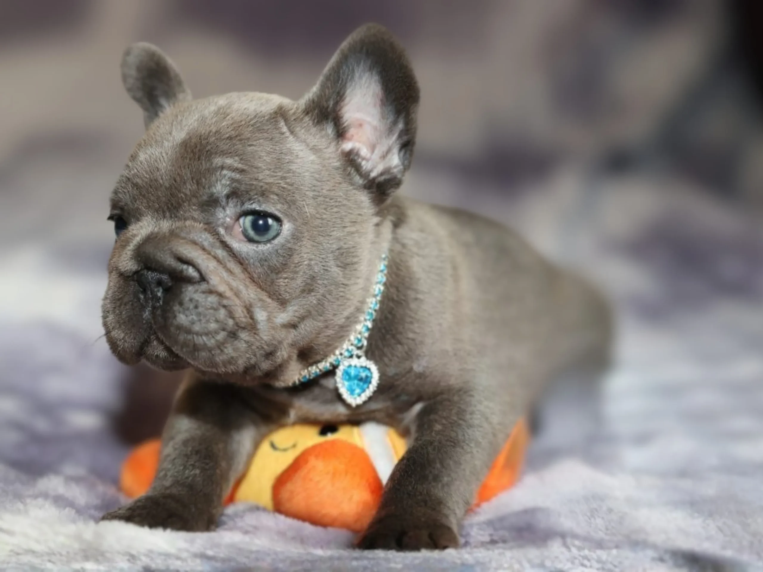 Pugsley - Image 2