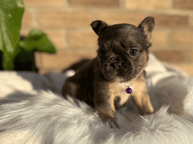 Cleo - Image 3
