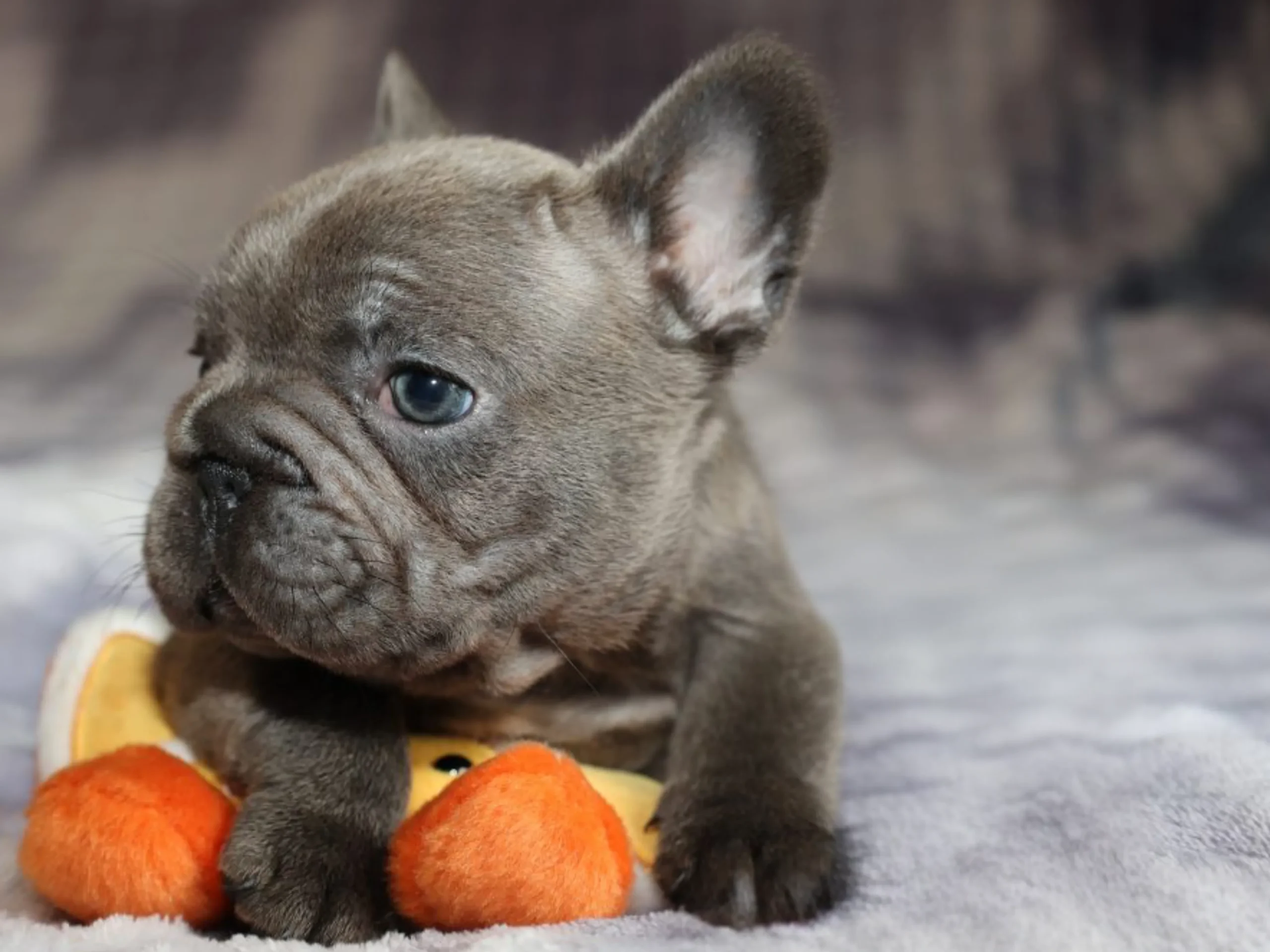 Pugsley - Image 3