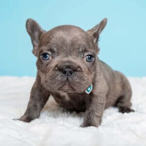 Pugsley