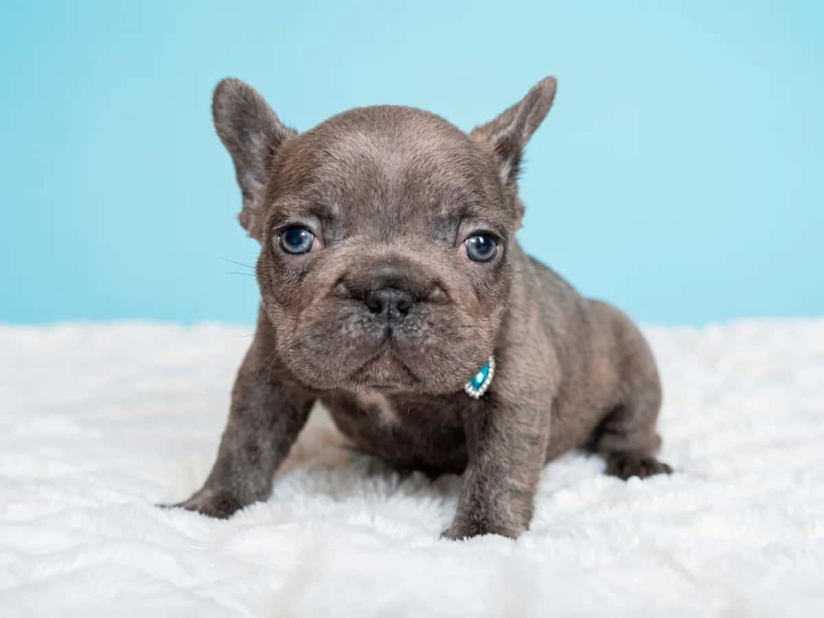 Pugsley