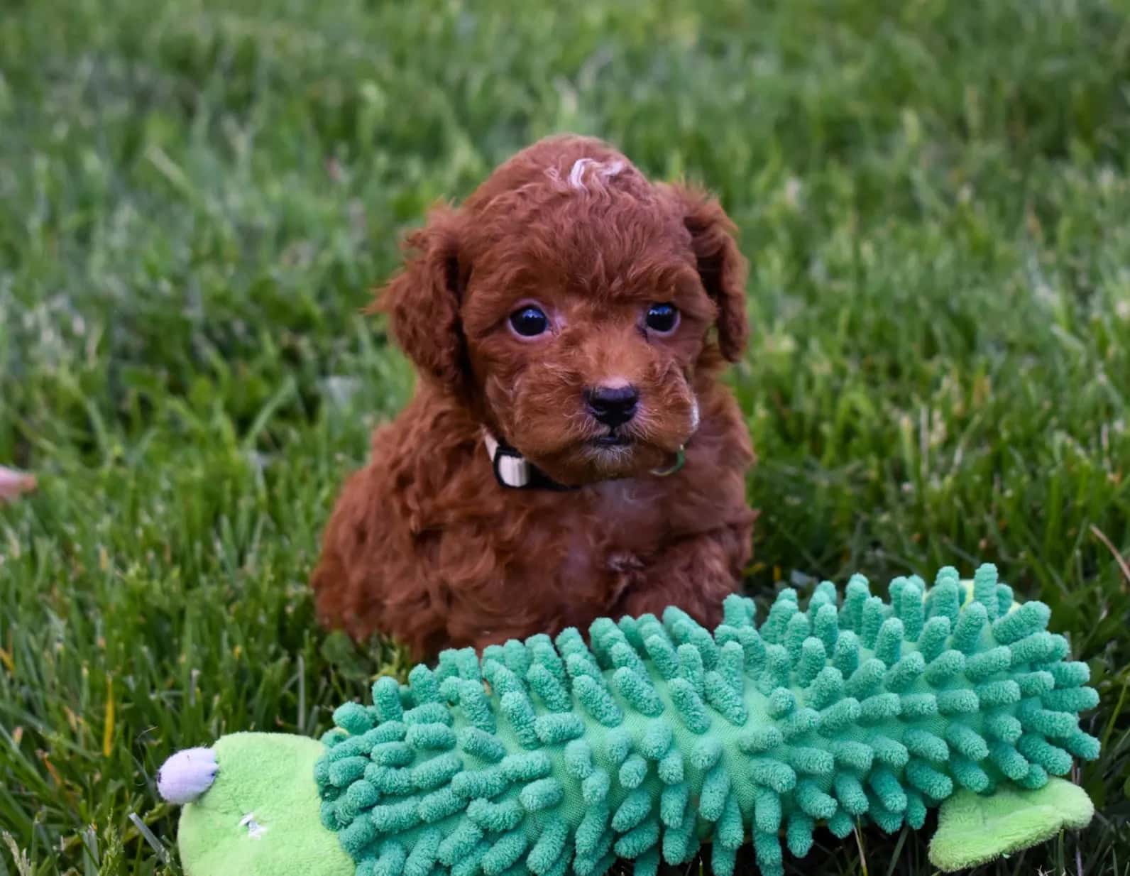Reggie - Image 2