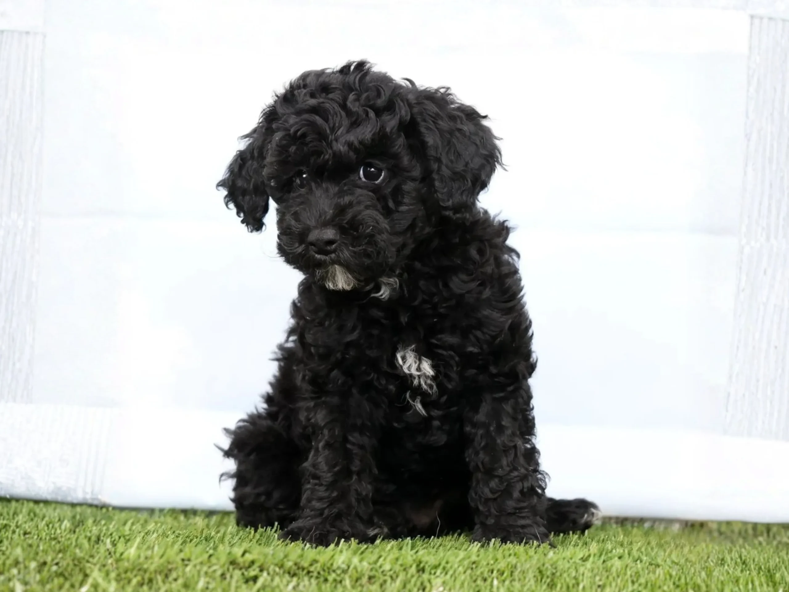 Nellie - Image 3