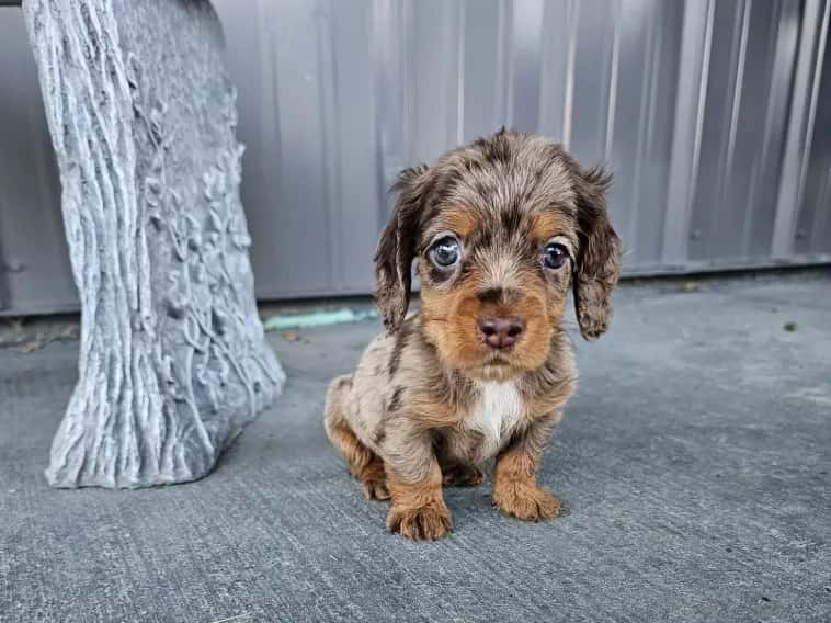 Kali