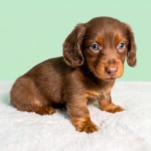 Ralph