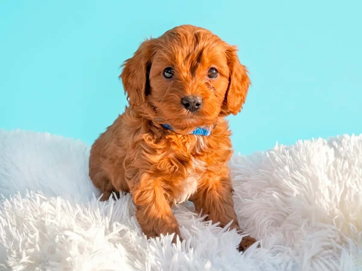 Oscar