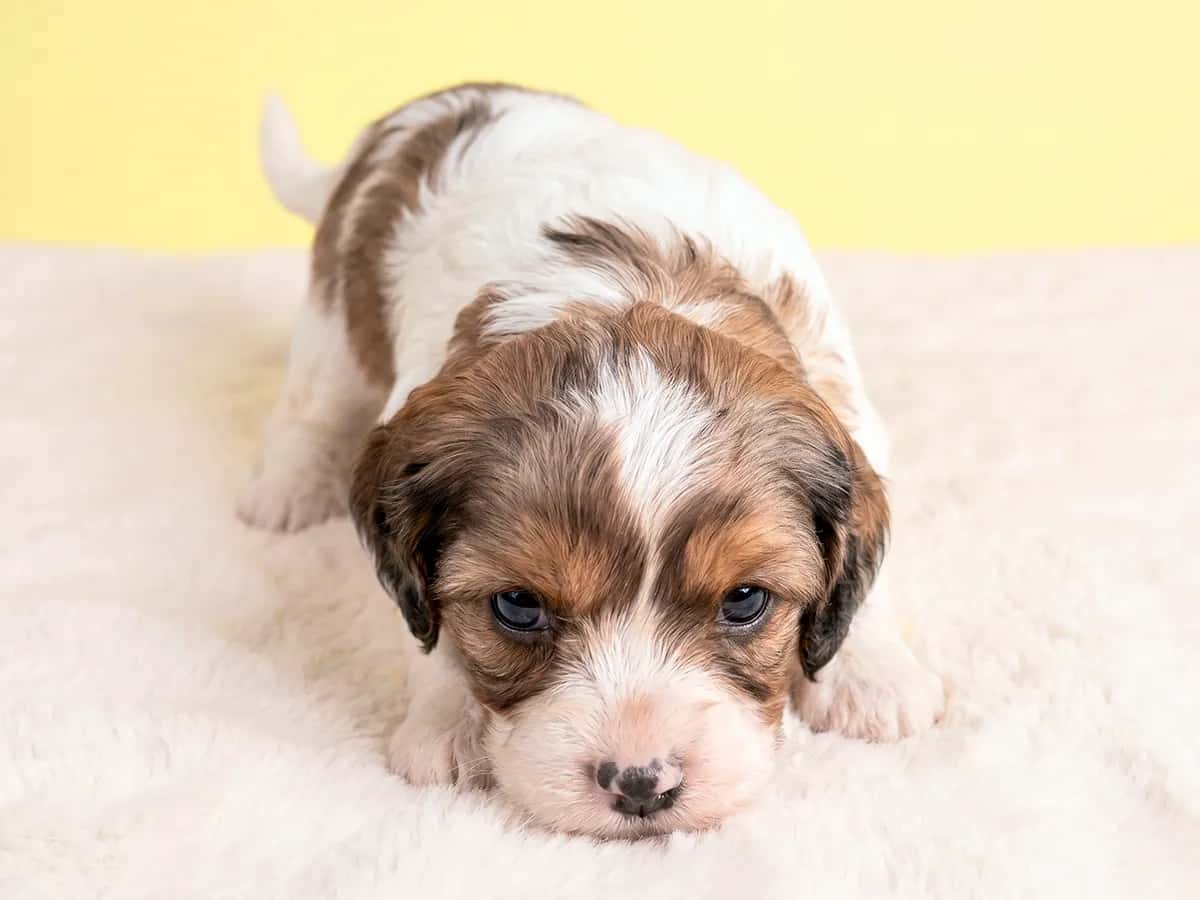 Cooper